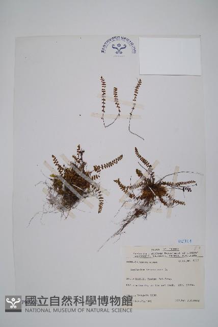 鐵角蕨藏品圖，第1張