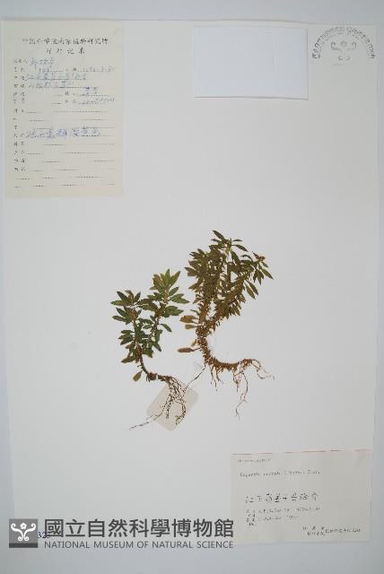 蛇足石杉、千層塔藏品圖，第1張