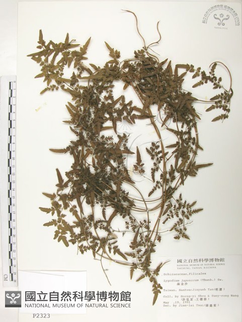 海金沙藏品圖，第1張