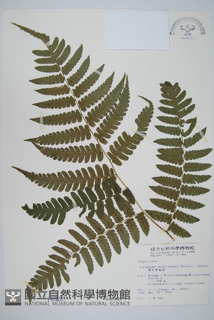 德氏雙蓋蕨藏品圖，第1張