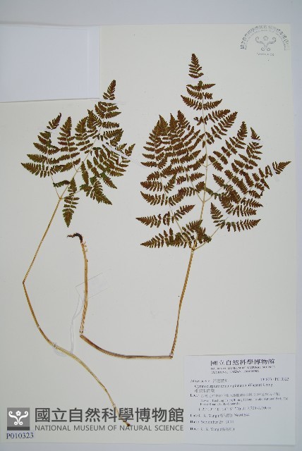 細裂羽節蕨藏品圖，第1張