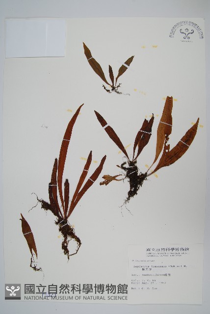 擬瓦葦藏品圖，第1張
