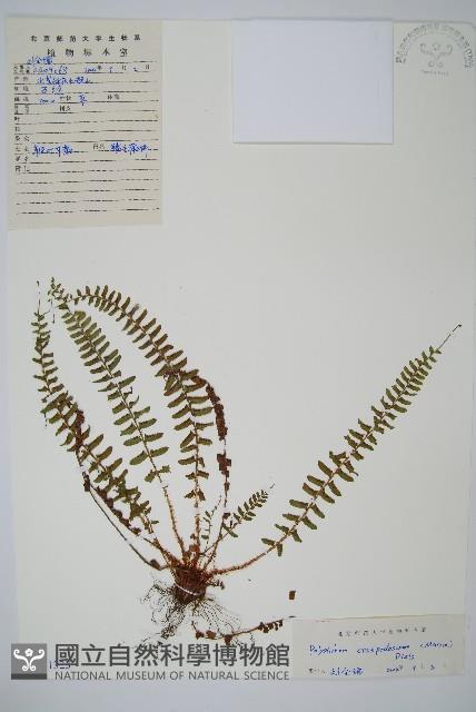 鞭葉耳蕨藏品圖，第1張