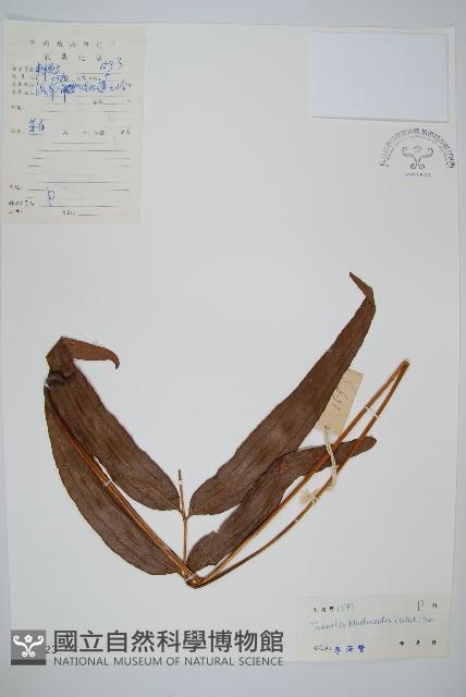 竹葉蕨藏品圖，第1張