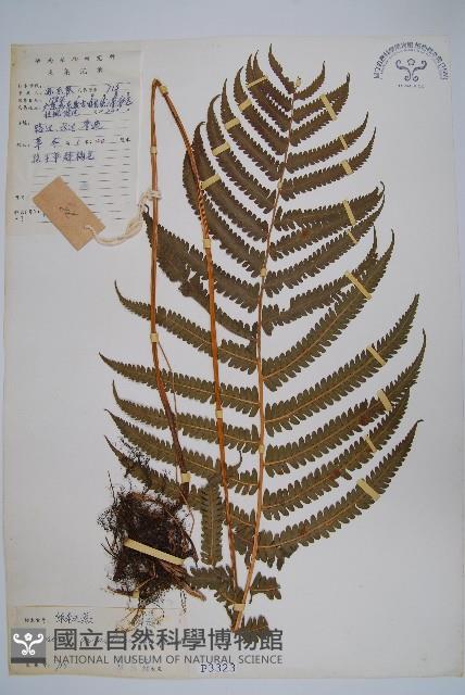 密毛毛蕨藏品圖，第1張