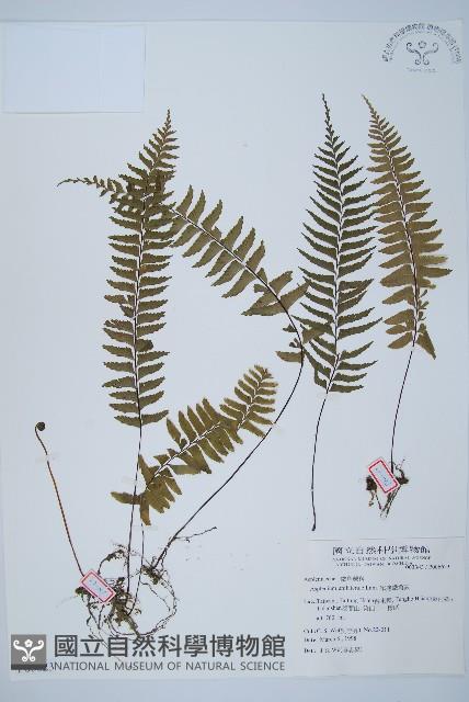 單邊鐵角蕨藏品圖，第1張