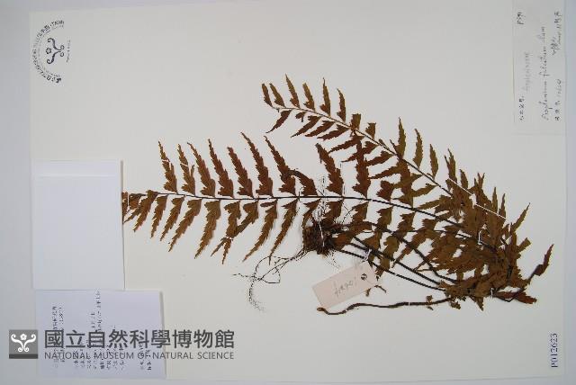 鐮葉鐵角蕨藏品圖，第1張