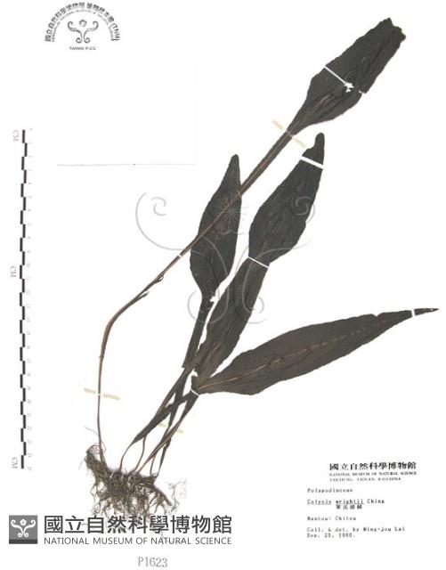 萊氏線蕨藏品圖，第1張