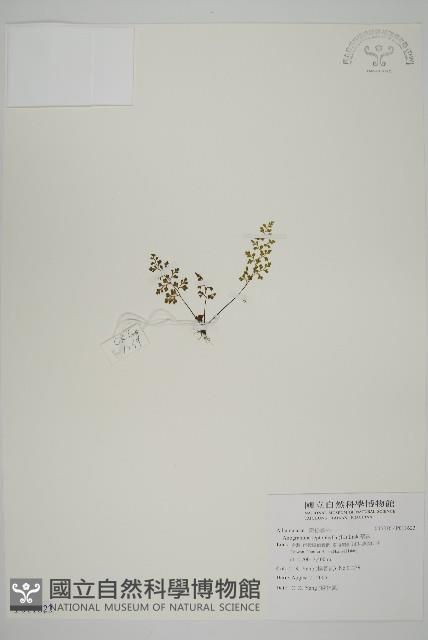 翠蕨藏品圖，第1張