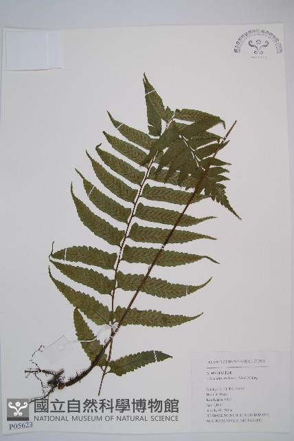 耳羽短腸蕨藏品圖，第1張