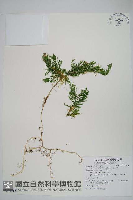 密葉卷柏藏品圖，第1張