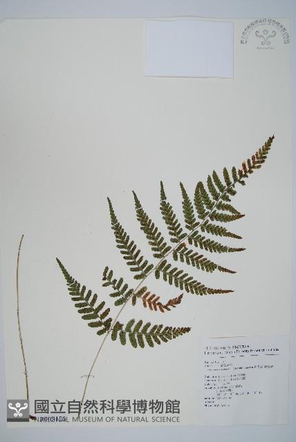 阿里山蹄蓋蕨藏品圖，第1張