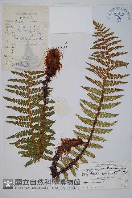 藏布鱗毛蕨藏品圖，第1張