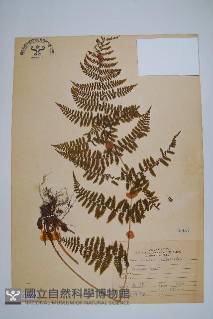 柄囊蕨藏品圖，第1張