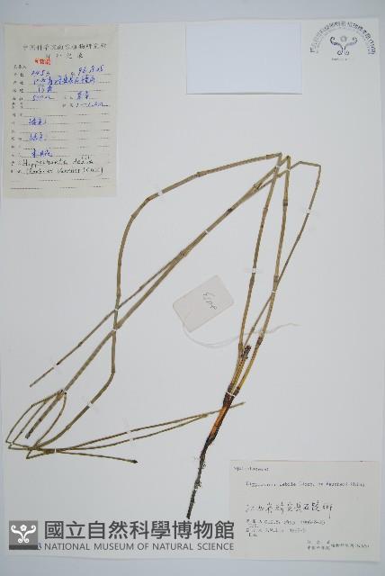 芼管草藏品圖，第1張