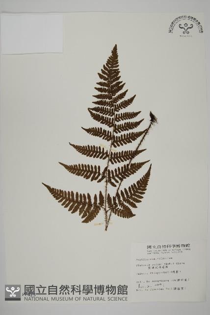 愛德氏肋毛蕨藏品圖，第1張