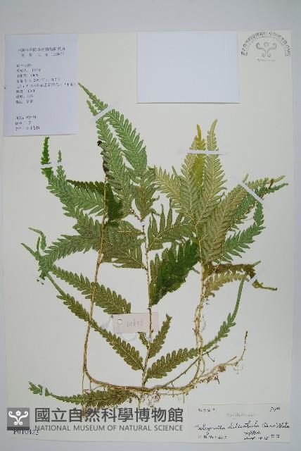 全緣卷柏藏品圖，第1張