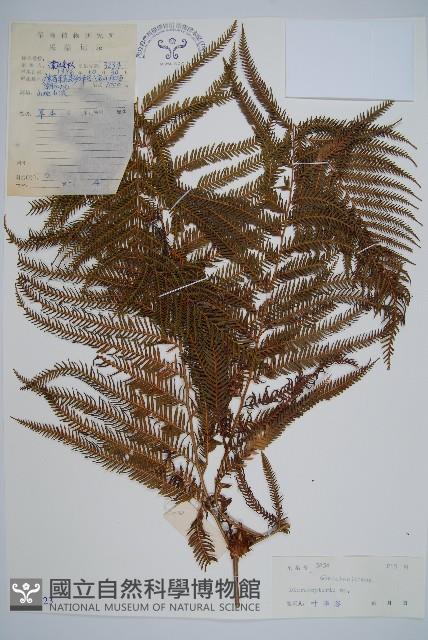 登錄號:P005423藏品圖，第1張