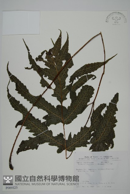 蛇脈三叉蕨藏品圖，第1張