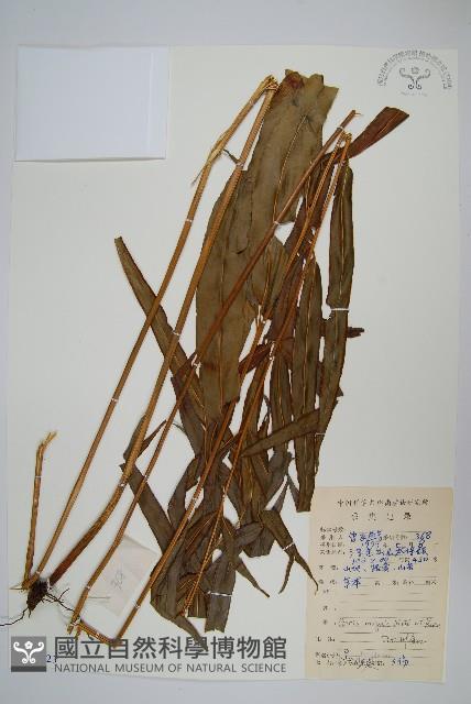 全緣鳳尾蕨藏品圖，第1張