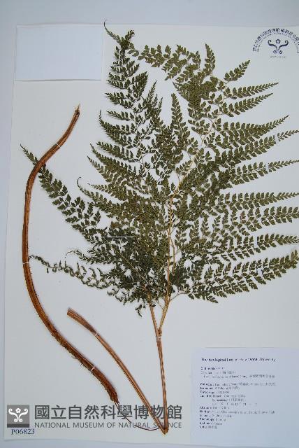 臺灣兩面複葉耳蕨藏品圖，第1張