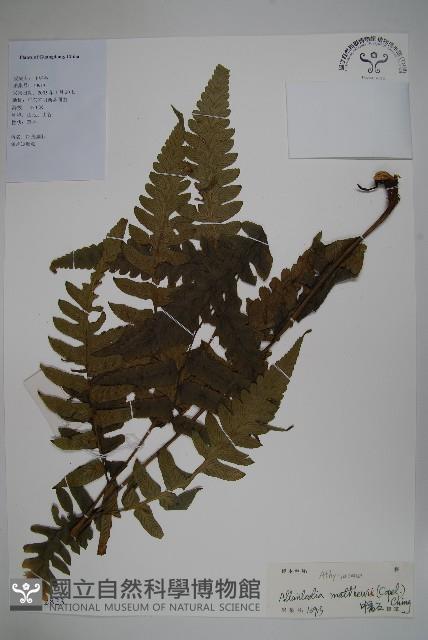 闊葉短腸蕨藏品圖，第1張