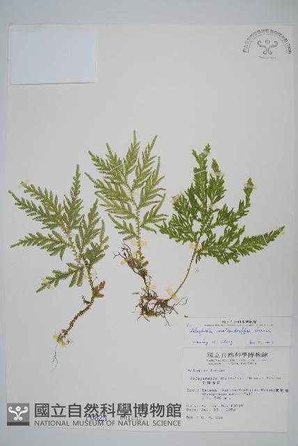 異葉卷柏藏品圖，第1張