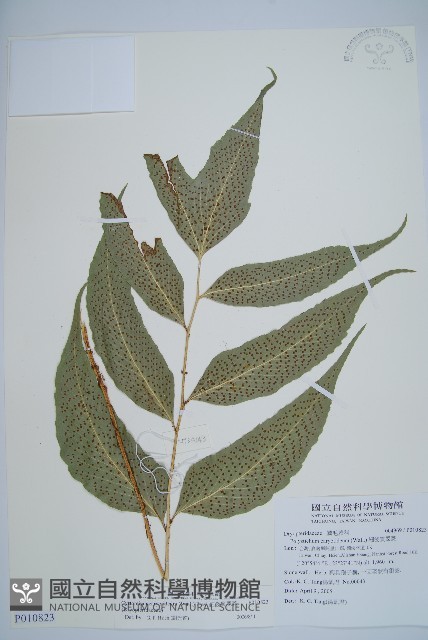 細齒貫眾蕨藏品圖，第1張