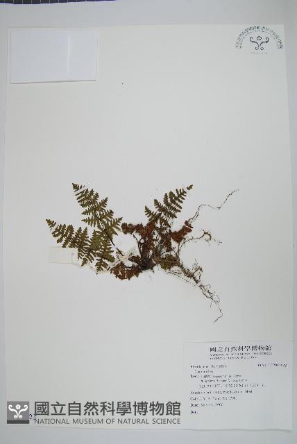 登錄號:P011823藏品圖，第1張