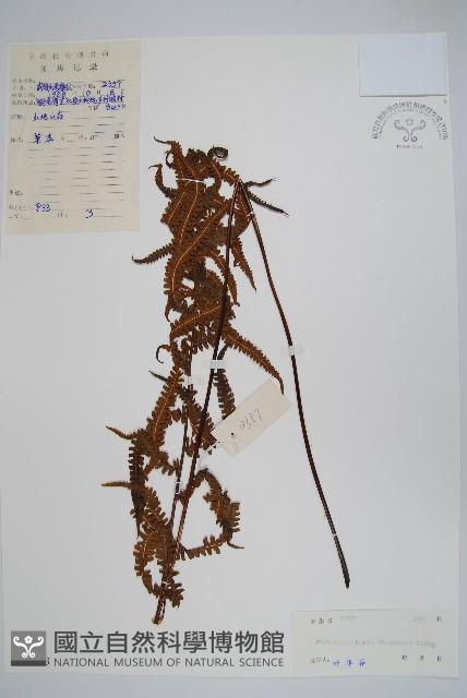 中華金星蕨藏品圖，第1張