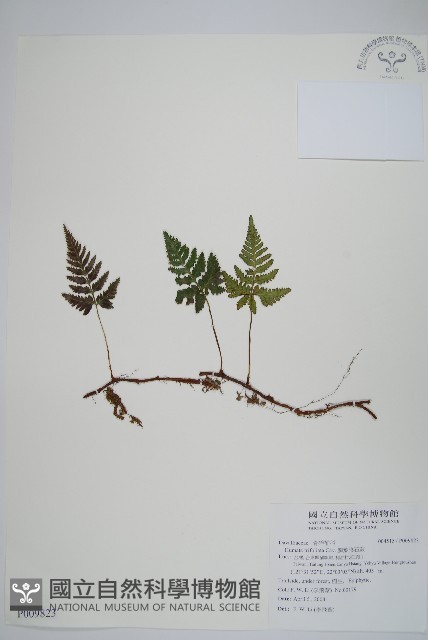 鱗葉陰石蕨藏品圖，第1張