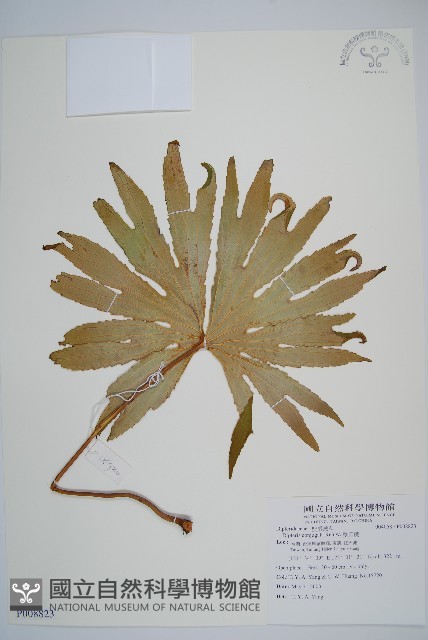 雙扇蕨藏品圖，第1張