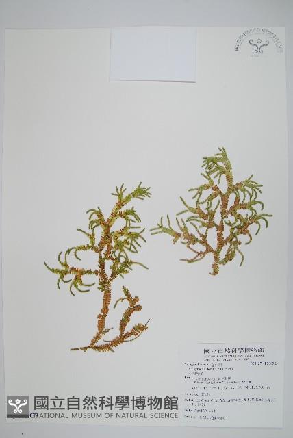 生根卷柏藏品圖，第1張