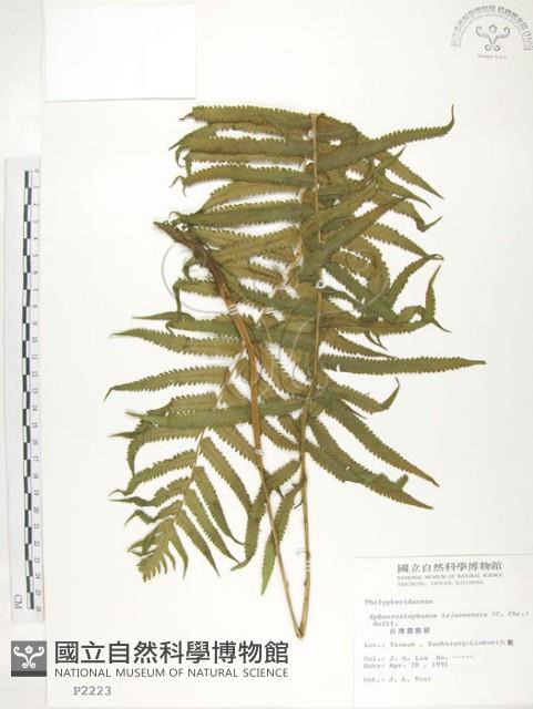台灣毛蕨、台灣圓腺蕨藏品圖，第1張