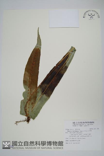 大星蕨藏品圖，第1張