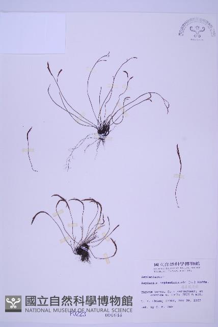 Forked spleenwort Collection Image, Figure 1, Total 4 Figures