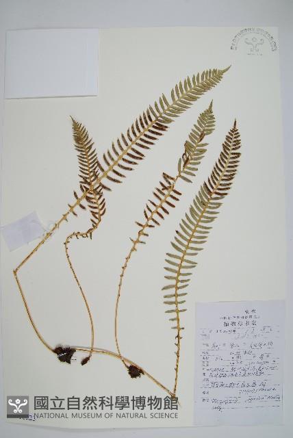 登錄號:P010223藏品圖，第1張