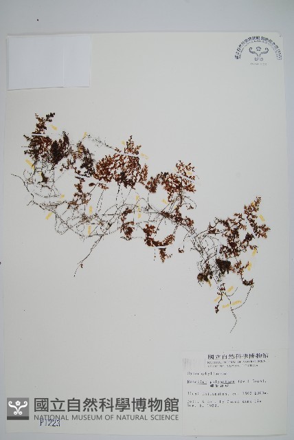 細葉蕗蕨藏品圖，第1張