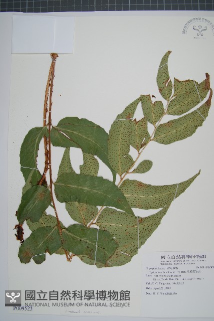 披針貫眾蕨藏品圖，第1張