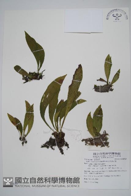 臺灣車前蕨藏品圖，第1張