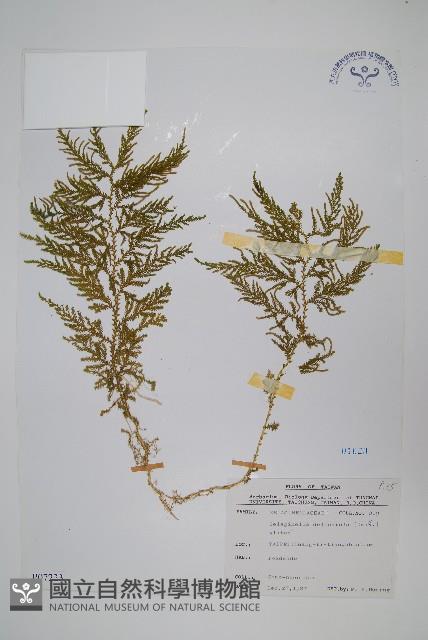 全緣卷柏藏品圖，第1張