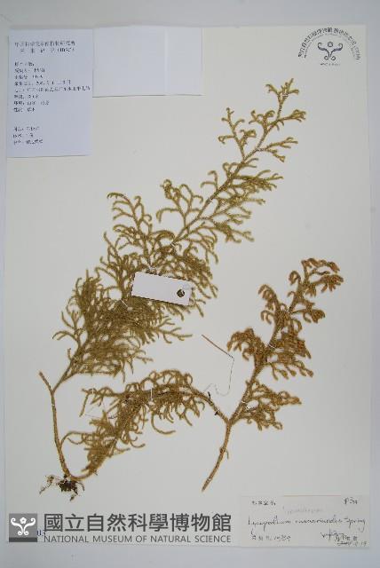 木賊葉石松藏品圖，第1張