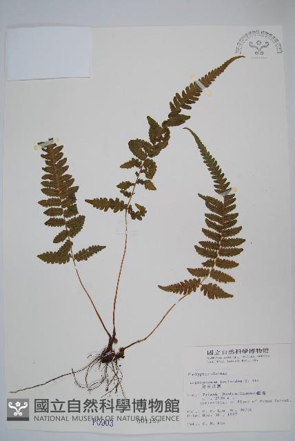 尾葉茯蕨藏品圖，第1張