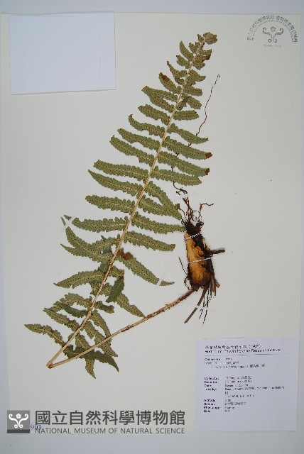 細葉鱗毛蕨藏品圖，第1張