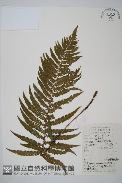 龍南鱗毛蕨藏品圖，第1張