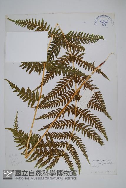 禾稈紫柄蕨藏品圖，第1張