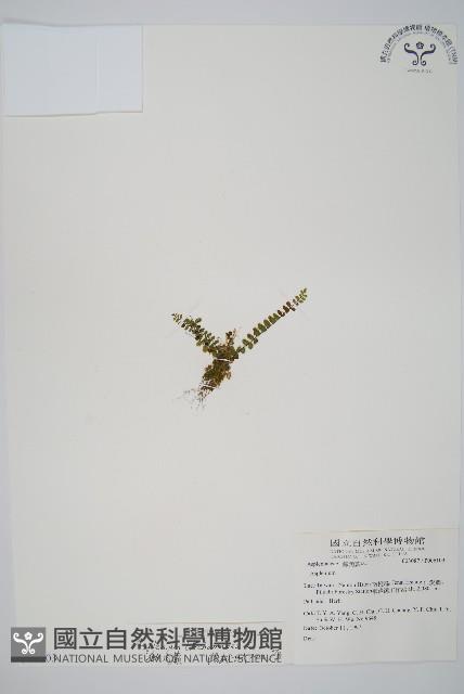 鐵角蕨藏品圖，第1張