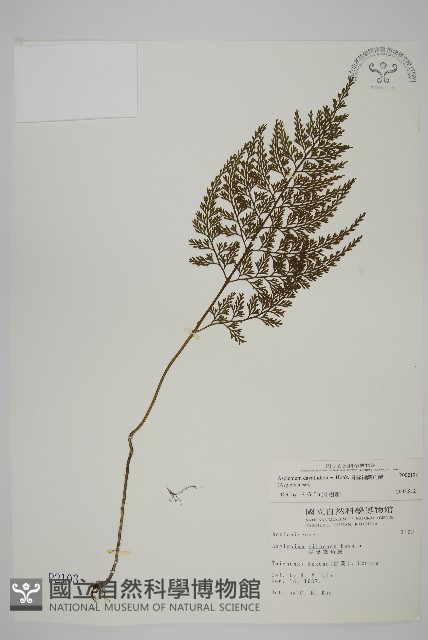 骨碎補鐵角蕨藏品圖，第1張