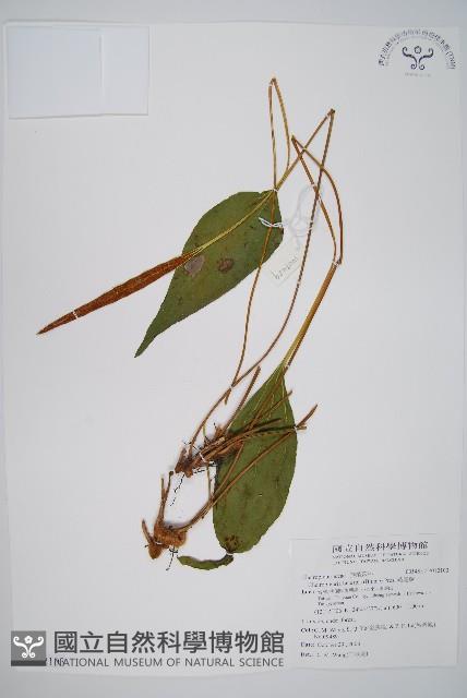 燕尾蕨藏品圖，第1張