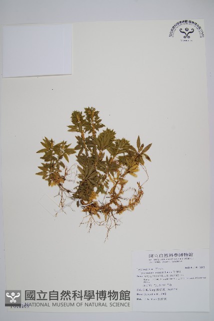 千層塔藏品圖，第1張